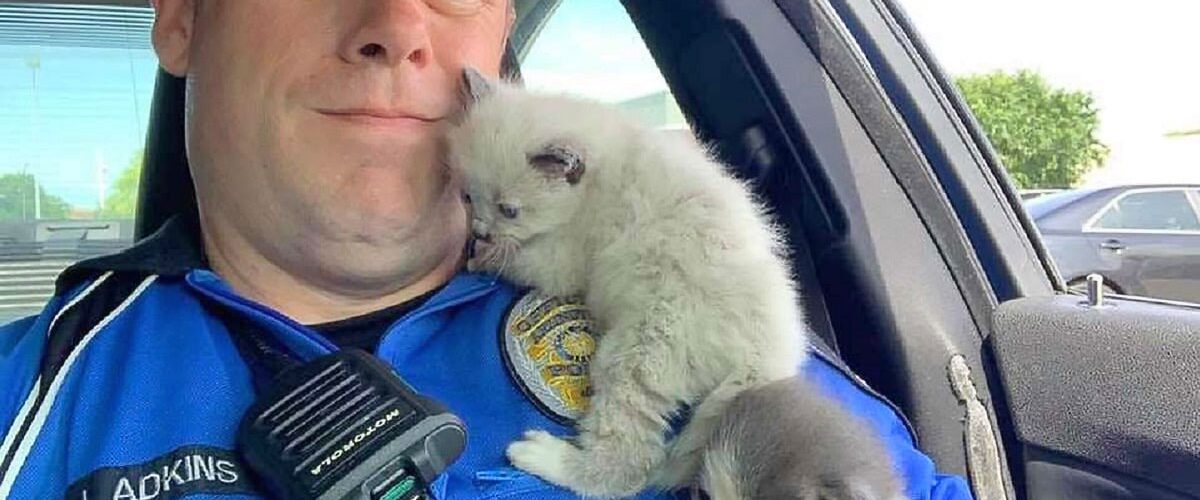 Salvați de un polițist, doi pisoi adorabili nu încetează să îi mulțumească!