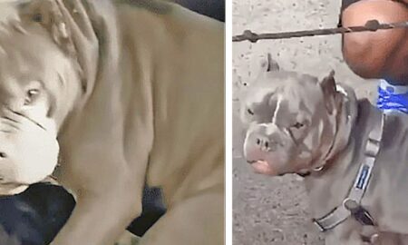 Speriat de oamenii din trecutul său, un Pitbull adorabil își găsește liniștea într-o nouă familie!