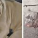 Speriat de oamenii din trecutul său, un Pitbull adorabil își găsește liniștea într-o nouă familie!