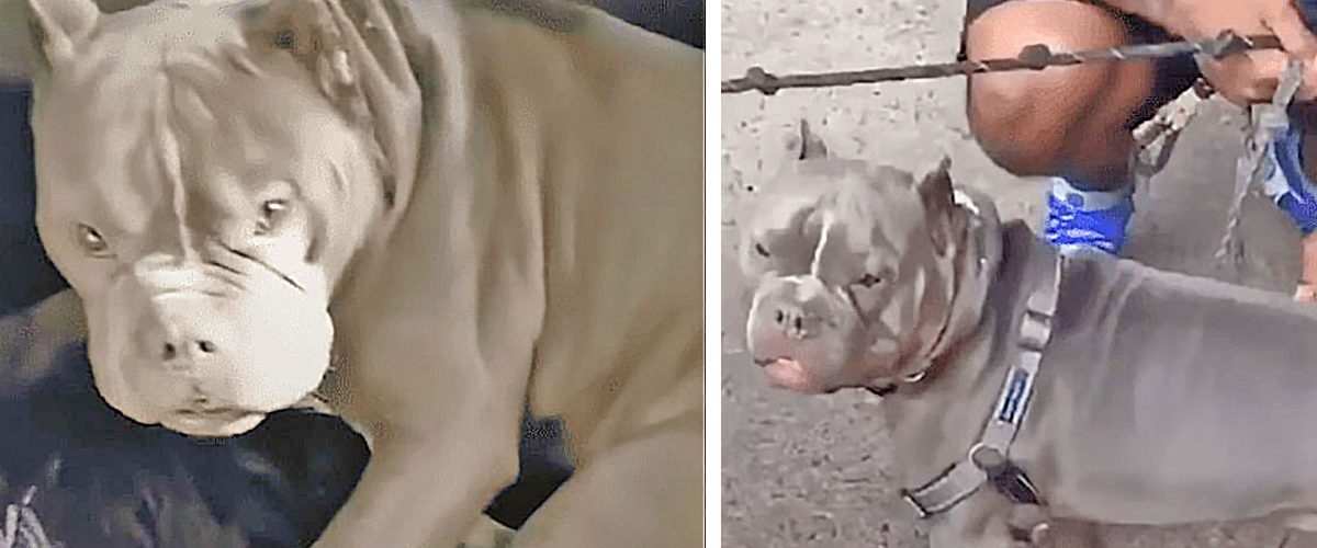 Speriat de oamenii din trecutul său, un Pitbull adorabil își găsește liniștea într-o nouă familie!