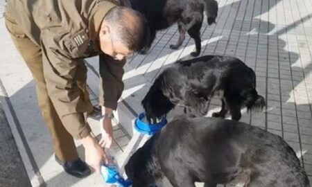 Timpul liber, ocazia perfectă pentru un polițist de a ajuta câinii fără stăpân!