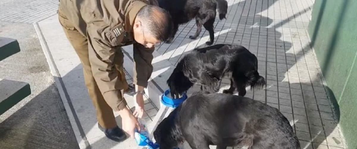 Timpul liber, ocazia perfectă pentru un polițist de a ajuta câinii fără stăpân!