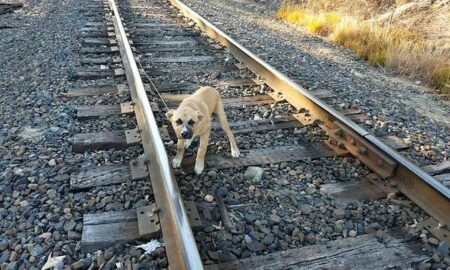 Un biet animal de companie a fost legat pe șinele de cale ferată!