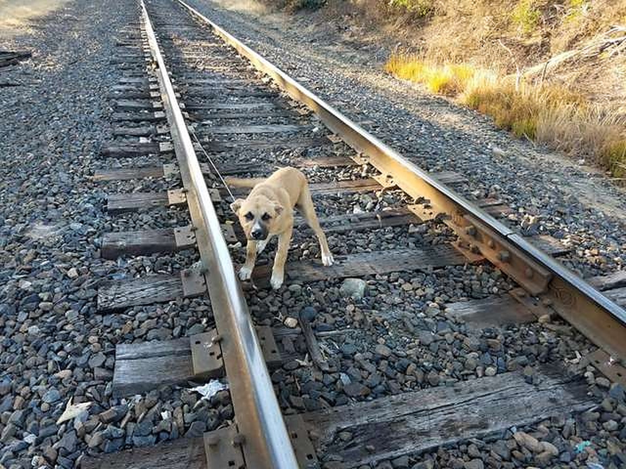 Un biet animal de companie a fost legat pe șinele de cale ferată!