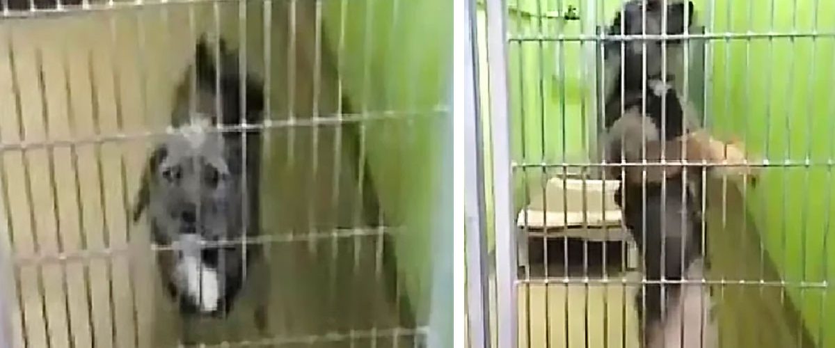 Un câine a impresionat pe toată lumea prin dansul său adorabil!