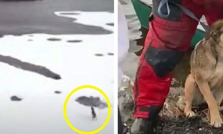 Un câine aflat la un pas să moară pe un lac înghețat este salvat de doi tineri!