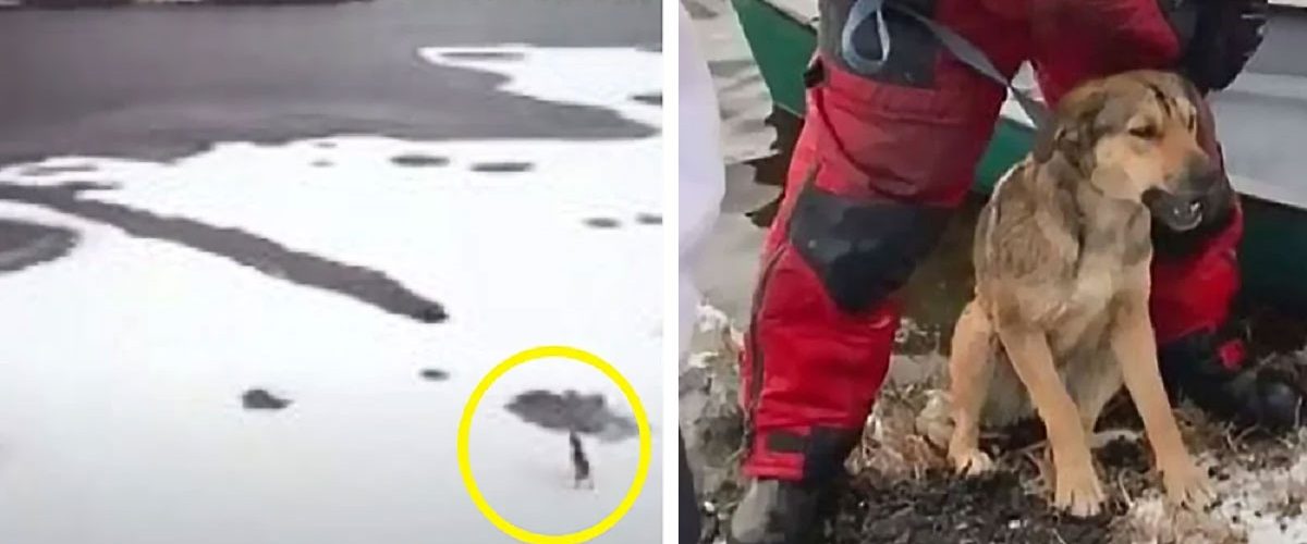 Un câine aflat la un pas să moară pe un lac înghețat este salvat de doi tineri!