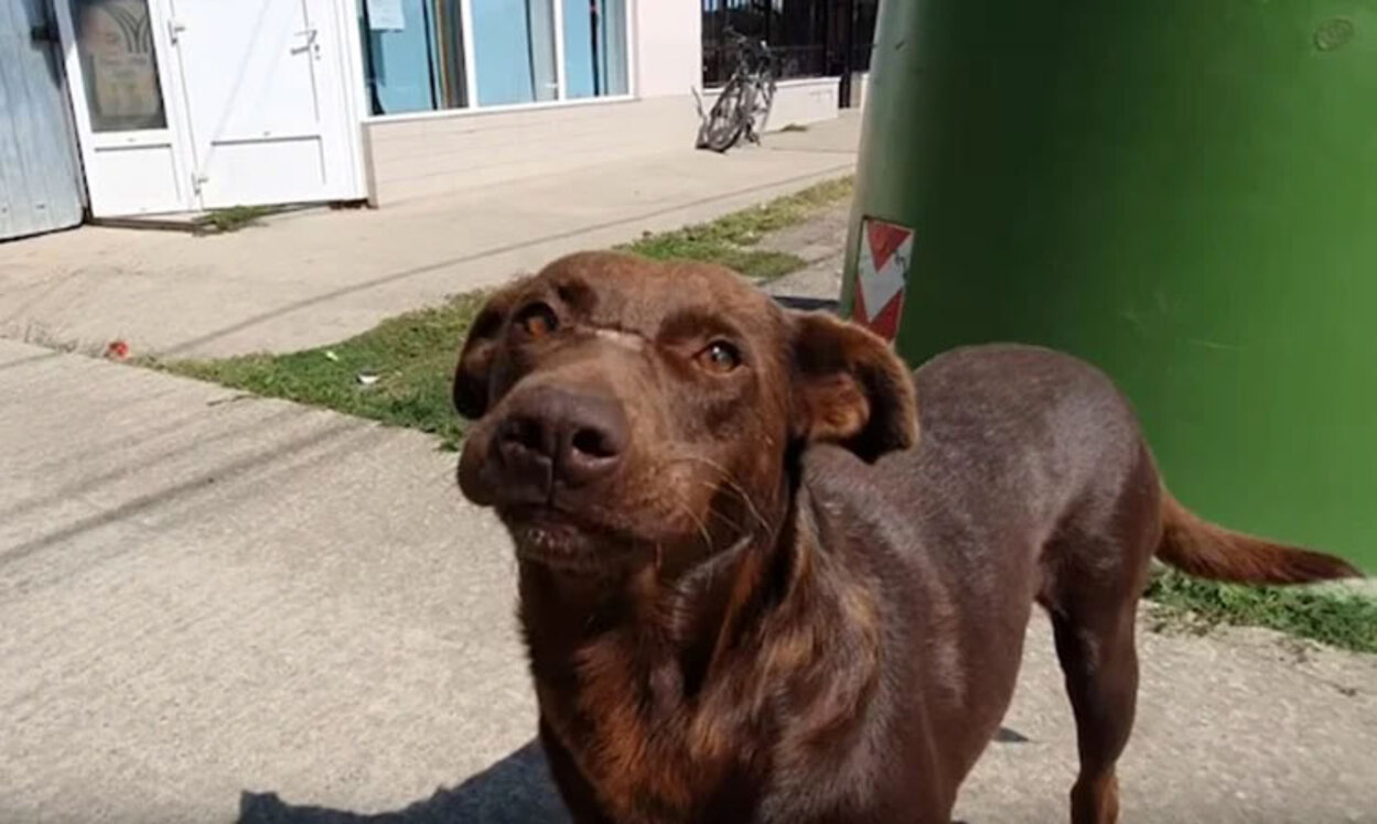 Un câine fără adăpost și-a așteptat salvarea în fiecare zi, fără să își piardă speranța la o familie!