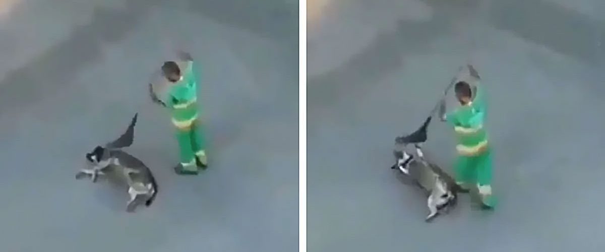 Un câine fără stăpân a primit o atenție deosebită din partea unui măturător stradal!