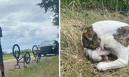 Un cățel lovit de mașină este salvat de un grup de copii!