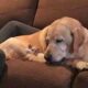 Un Labrador a adoptat un pisoi orfan de pe stradă! Frumoasa legătură dintre cele două animale