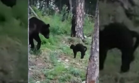 Un motan curajos a alungat un urs de la o petrecere în pădure!