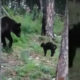 Un motan curajos a alungat un urs de la o petrecere în pădure!