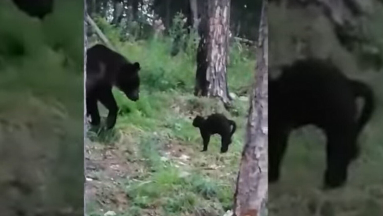 Un motan curajos a alungat un urs de la o petrecere în pădure!