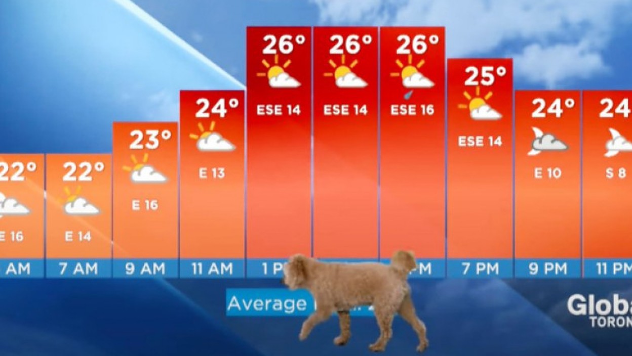 Un prezentator meteo cu totul neobișnuit! Un cățel a devenit o mică vedetă de televiziune