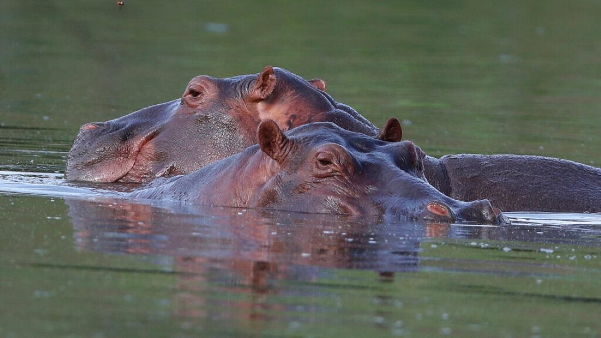 Hipopotamii lui Pablo Escobar sunt recunoscuți legal ca oameni de către un tribunal american. Ce s-a întâmplat