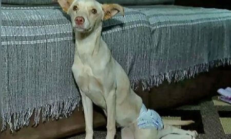 Abandonat într-o pungă, un câine paralizat a fost salvat de o femeie de serviciu!