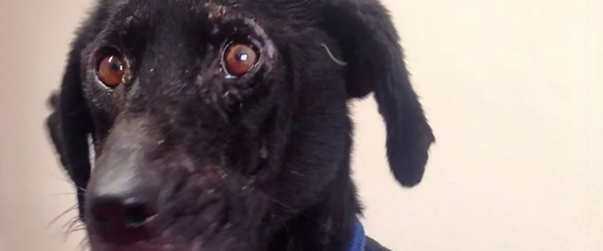 Abandonat pentru că era considerat prea urât, un cățel este adoptat de o familie iubitoare!