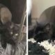 Adoptat când era un pui, un Pitbull își convinge stăpânii să adopte un pisoi abandonat!