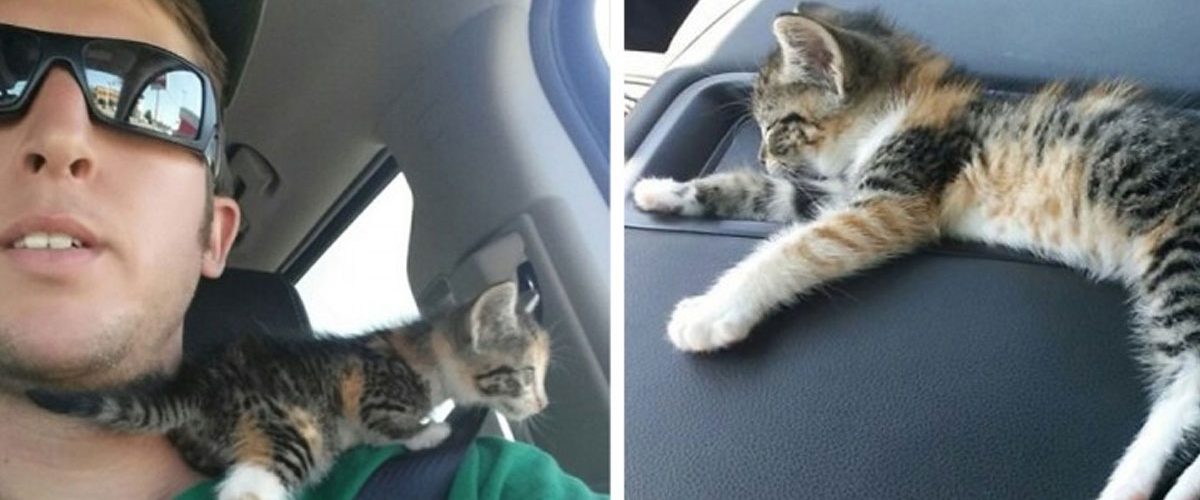 Chiar dacă este alergic la pisici, un șofer de camion nu poate rămâne indiferent la nevoile unui pui de pisică abandonat!