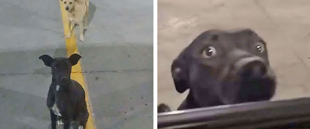 Disperarea unor animale de companie care trăiau într-o parcare! Ei încercau să își găsească o familie cu orice preț