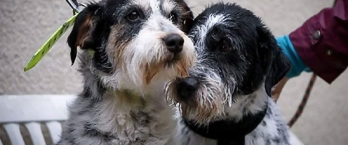 Doi căței adorabili au fost adoptați împreună! Frații nu vor mai fi nedespărțiți niciodată
