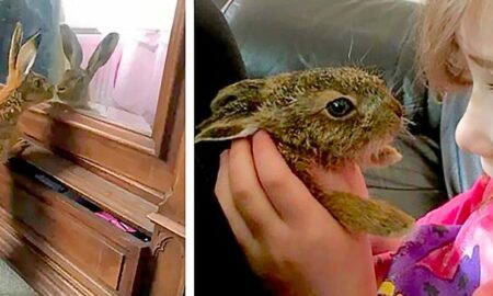 După ce a fost salvat și îngrijit timp de opt săptămâni, un iepure orfan își vizitează salvatorii în fiecare zi!