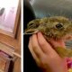 După ce a fost salvat și îngrijit timp de opt săptămâni, un iepure orfan își vizitează salvatorii în fiecare zi!