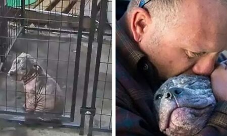 După ce a salvat și a dus la adăpost un cățel, pompierul decide să se întoarcă și să îl adopte!