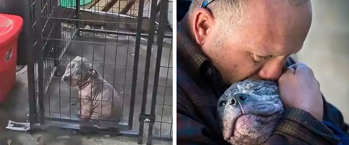 După ce a salvat și a dus la adăpost un cățel, pompierul decide să se întoarcă și să îl adopte!