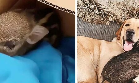 După ce l-a găsit abandonat într-o cutie în fața ușii, o femeie decide să adopte puiul de mistreț!