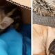 După ce l-a găsit abandonat într-o cutie în fața ușii, o femeie decide să adopte puiul de mistreț!