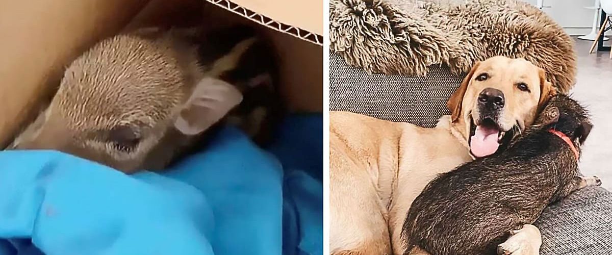 După ce l-a găsit abandonat într-o cutie în fața ușii, o femeie decide să adopte puiul de mistreț!