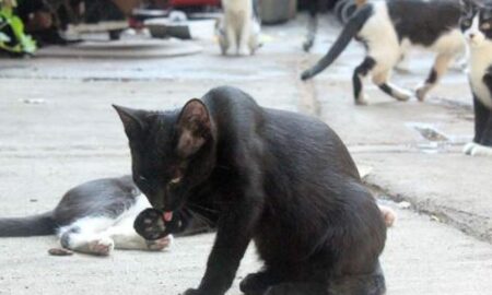 După ce și-au pierdut persoana care le hrănea în fiecare zi, peste 40 de pisici abandonate primesc un ajutor deosebit!