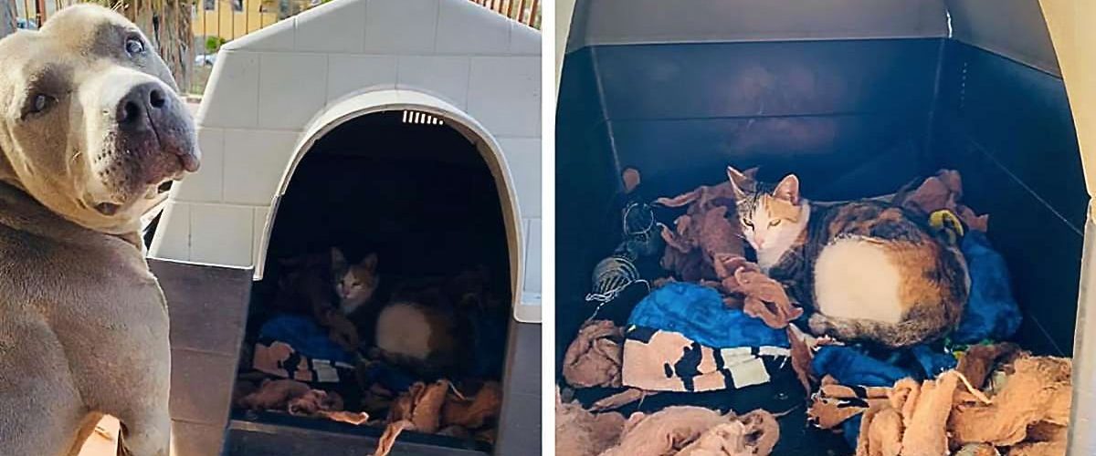 Gestul adorabil al unui Pitbull pentru o pisică abandonată care urma să își aducă puii pe lume!