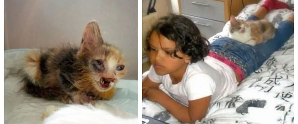 Ignorată din cauza înfățișării sale, o pisică a fost salvată de o fetiță cu suflet mare!