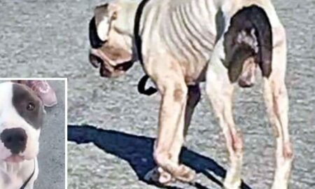 La un pas să moară de foame! Un biet câine este salvat de către un grup de oameni
