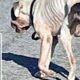 La un pas să moară de foame! Un biet câine este salvat de către un grup de oameni
