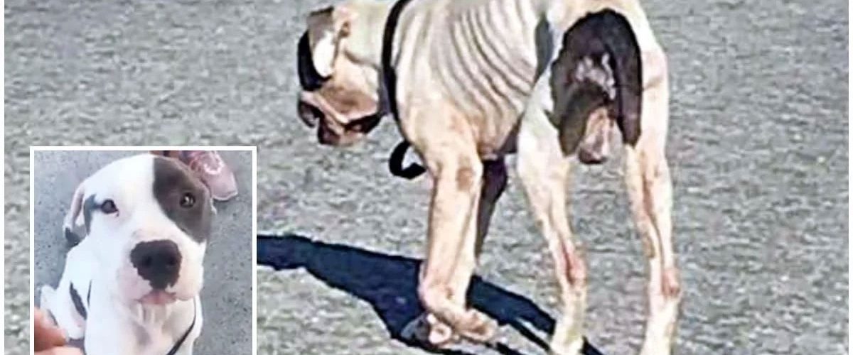 La un pas să moară de foame! Un biet câine este salvat de către un grup de oameni