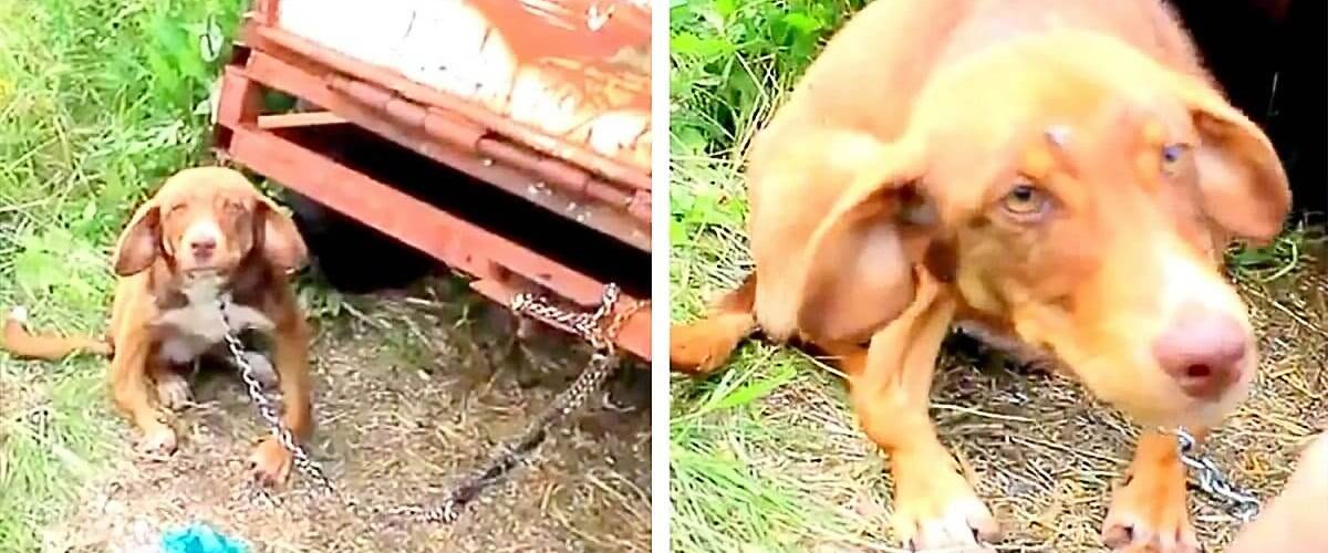 Legat de un camion abandonat, un cățel a fost lăsat să moară de foame!
