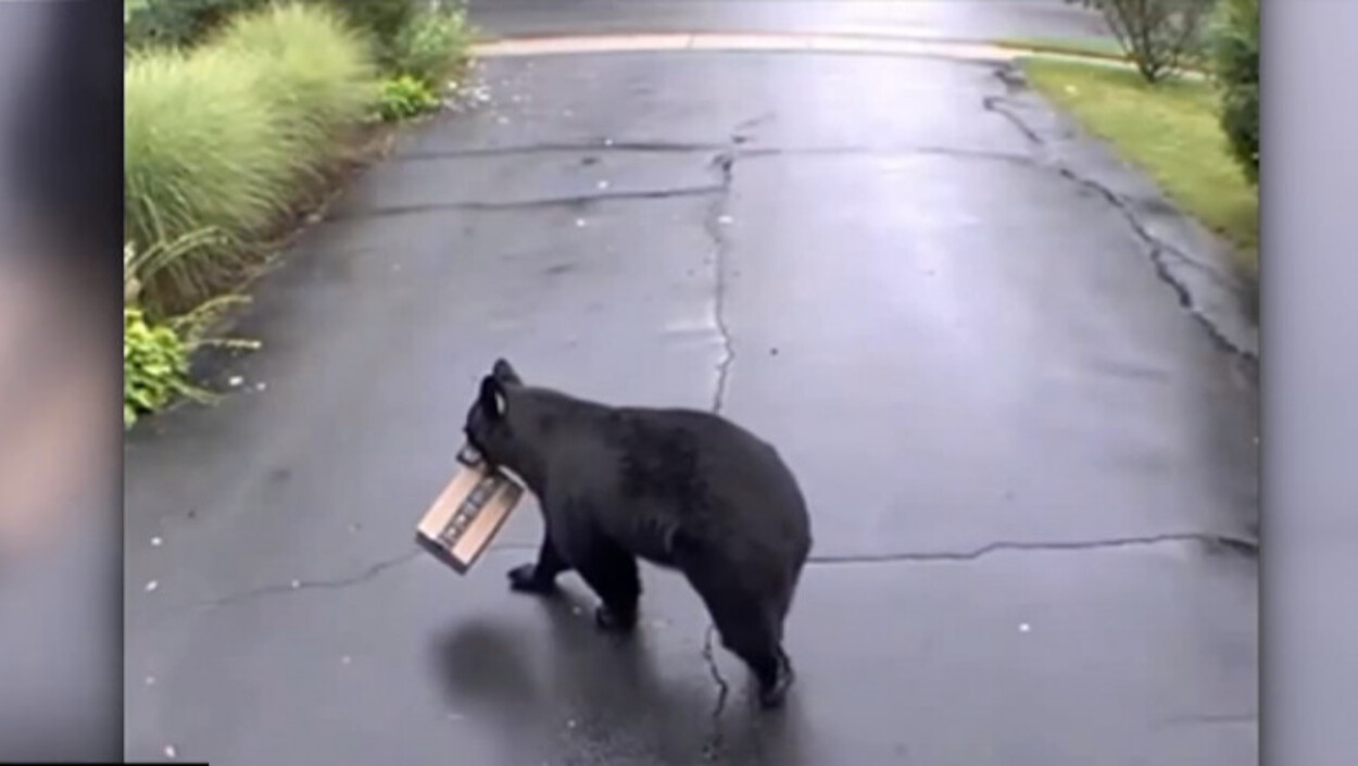 Momentul amuzant când o familie descoperă un urs care le fură coletul din fața casei!