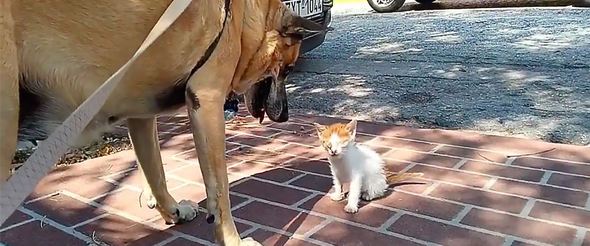 O cățelușă a rămas lângă un pisoi orb și abandonat!