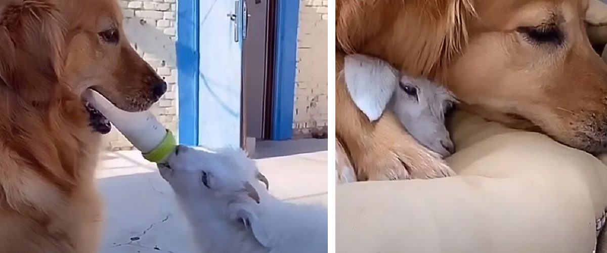 O cățelușă Golden Retriever a fost surprinsă în timp ce îngrijea un ied orfan!