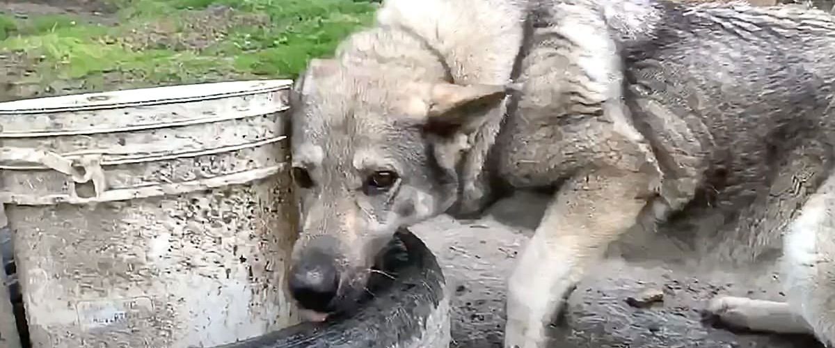 O familie iubitoare i-a salvat viața unei cățelușe ținută toată viața în lanțuri!