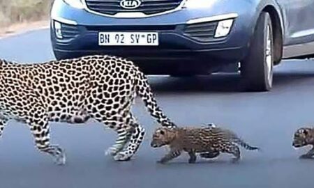 O mamă leopard a fost surprinsă în timp ce își ajuta puii să traverseze strada aglomerată!