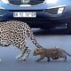 O mamă leopard a fost surprinsă în timp ce își ajuta puii să traverseze strada aglomerată!