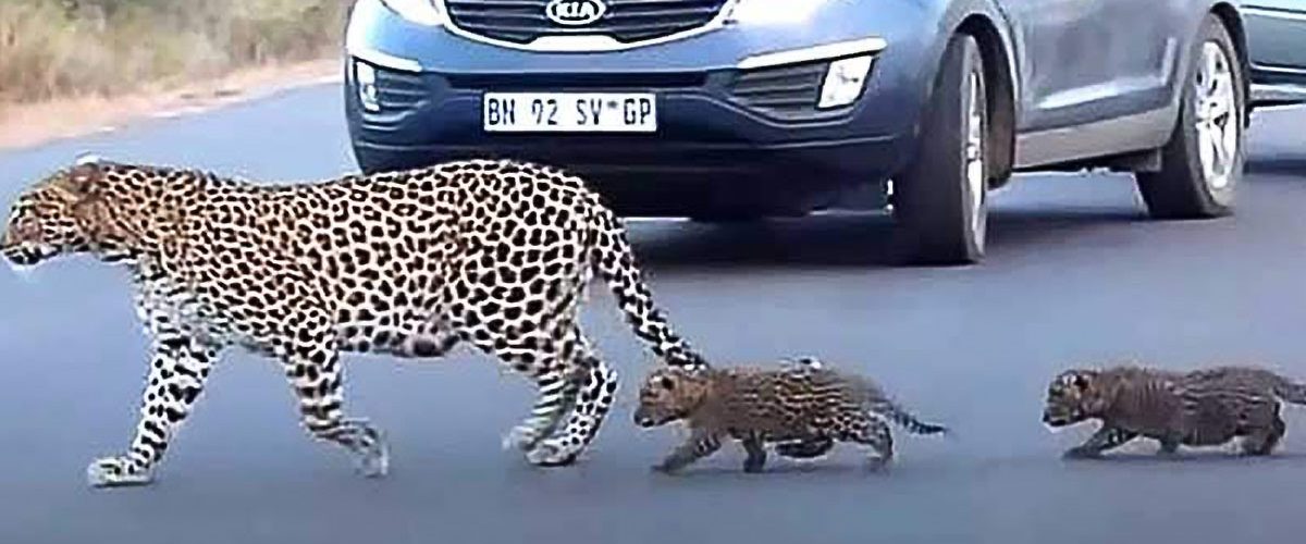 O mamă leopard a fost surprinsă în timp ce își ajuta puii să traverseze strada aglomerată!