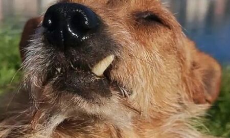 O nouă viață pentru un câine bătrân adoptat de o familie specială!