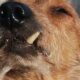O nouă viață pentru un câine bătrân adoptat de o familie specială!