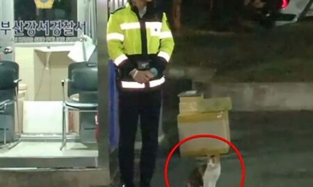 O pisică a fost lăsată de un grup de polițiști să își aducă puii pe lume în siguranță!